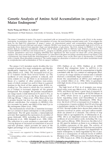 Genetic Analysis of Amino Acid Accumulation in