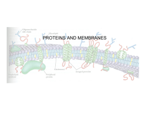 PROTEINS AND MEMBRANES