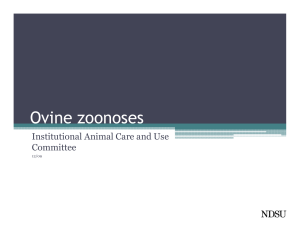 Ovine zoonoses