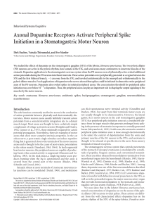 Axonal Dopamine Receptors Activate Peripheral Spike