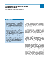 Retinal Pigment Epithelium Differentiation and Dedifferentiation 7