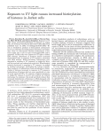 Exposure to UV light causes increased biotinylation of histones in