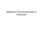 Regulation of Gene Expression in Eukaryotes