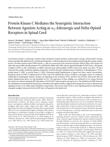 Protein Kinase C Mediates the Synergistic Interaction Between