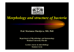 Morphology and structure of bacteria