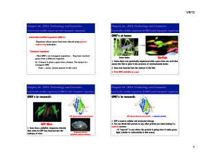 GloFish GMO`s at home: GFP Mice GMO`s in research: GMO`s in