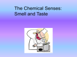 The Chemical Senses: Smell and Taste