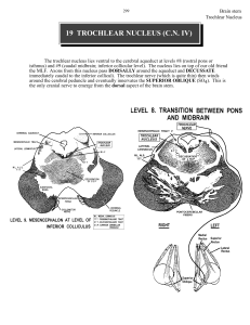 19 TROCHLEAR NUCLEUS (C.N. IV)