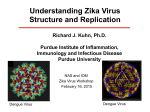Understanding Zika Virus Structure and Replication