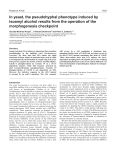 In yeast, the pseudohyphal phenotype induced by isoamyl alcohol