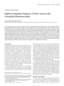 Highwire Regulates Guidance of Sister Axons in the
