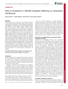 Role of cholesterol in SNARE-mediated trafficking on intracellular