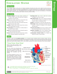 Circulatory System