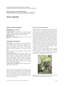 Sicyos angulatus - Wiley Online Library