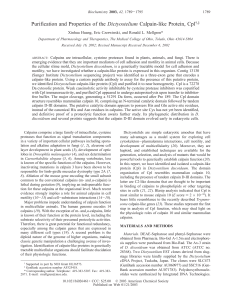 Purification and Properties of the Dictyostelium Calpain