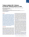 Tetherin Inhibits HIV-1 Release by Directly Tethering Virions to Cells