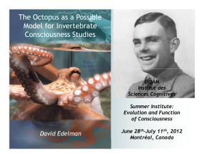 The Octopus as a Possible Model for Invertebrate Consciousness