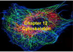 Chapter 12 Cytoskeleton
