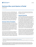 Hurricane Lilies, Lycoris Species, in Florida - EDIS