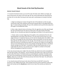 Blood Vessels of the Fetal Pig Dissection