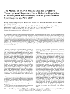 The Mutant of sll1961, Which Encodes a Putative