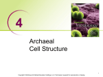 Lecture 5 Archae