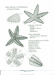 Seastar coloring - davis.k12.ut.us