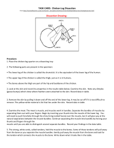 TASK CARD: Chicken Leg Dissection Dissection Drawing: