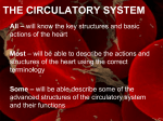 The Circulatory system