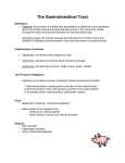 Anatomy of the Gastrointestinal Tract