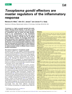 Toxoplasma gondii effectors are master regulators of the