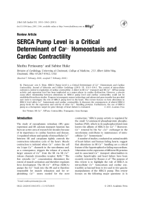 SERCA pump level is a critical determinant of Ca2+ homeostasis