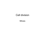 Cell division - Stark home page