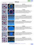 Mitosis