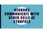 NEURONS COMMUNICATE WITH OTHER CELLS AT SYNAPSES