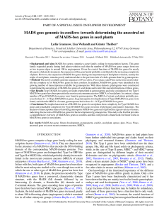 MADS goes genomic in conifers: towards