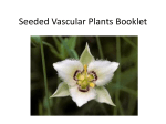 LS Seeded Vascular Plants Booklet PP