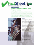 Phragmites - Conservation Halton