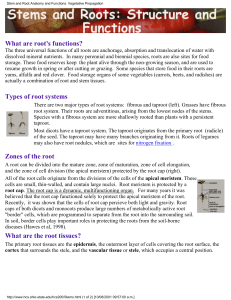 Stem and Root Anatomy and Functions. Vegetative Propagation