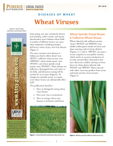 Wheat Viruses - Purdue Extension