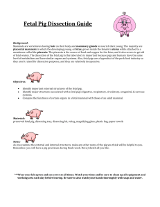 Fetal Pig Dissection Guide