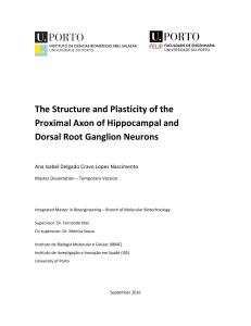The Structure and Plasticity of the Proximal Axon of Hippocampal