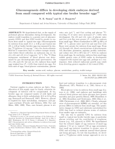 Gluconeogenesis differs in developing chick embryos derived from