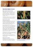 Bacterial blight of onion – fact sheet