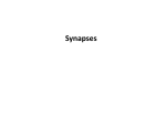 Synapses - JNCASR Desktop