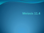 Meiosis 11.4