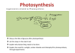 О Discuss the fate of glucose after photosynthesis О List the steps in