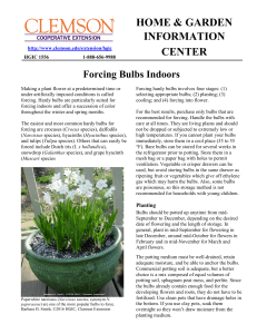 Forcing Bulbs Indoors