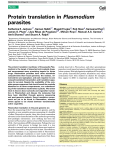 Protein translation in Plasmodium parasites