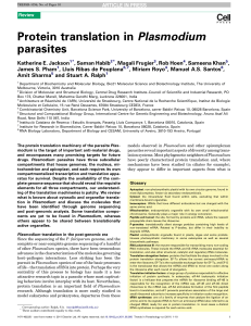 Protein translation in Plasmodium parasites